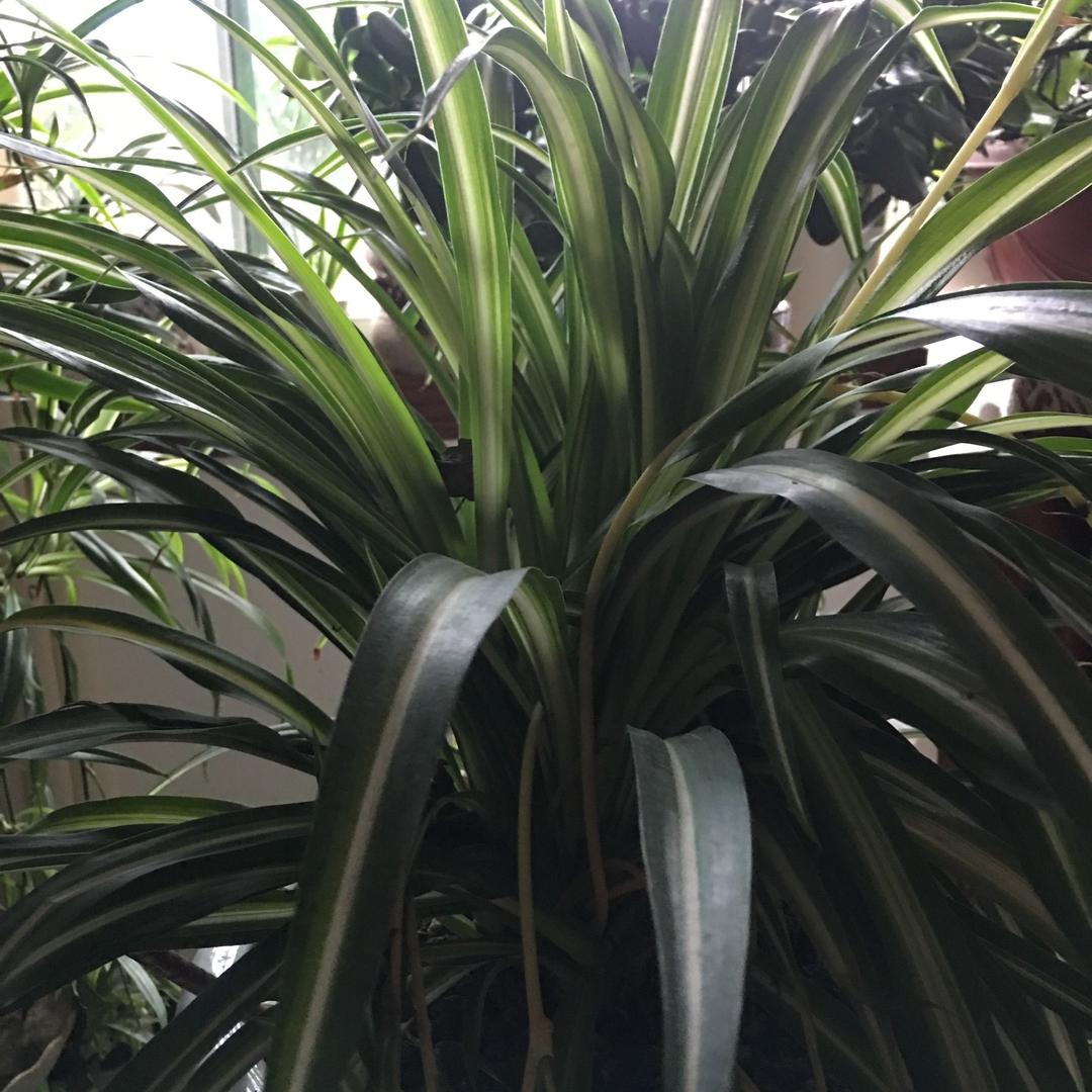 兰花