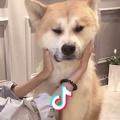 小橘子呢