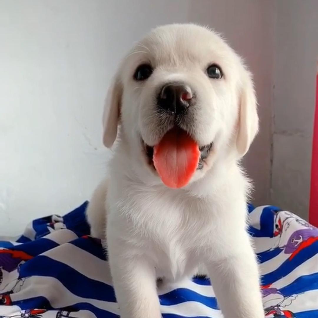 海城市析木镇尊宠德牧拉布拉多犬舍