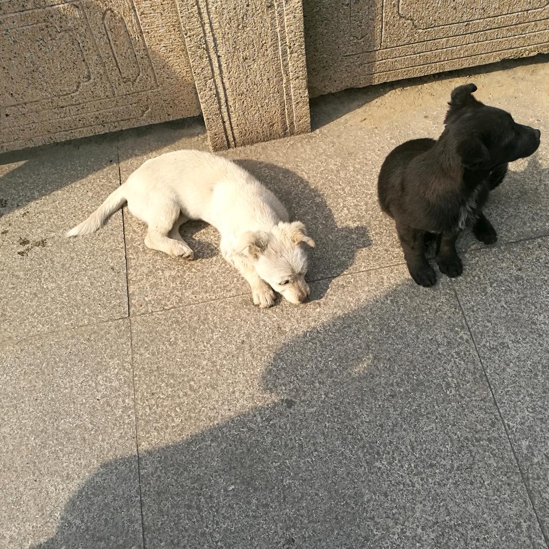 @水露珠（呼呼家的肉蛋堡）