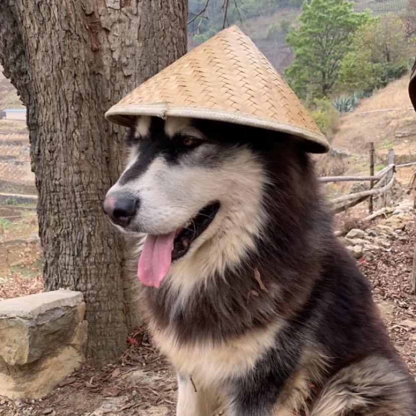 阿盆姐家的大王