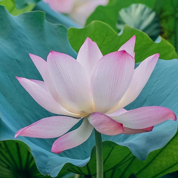 楠楠