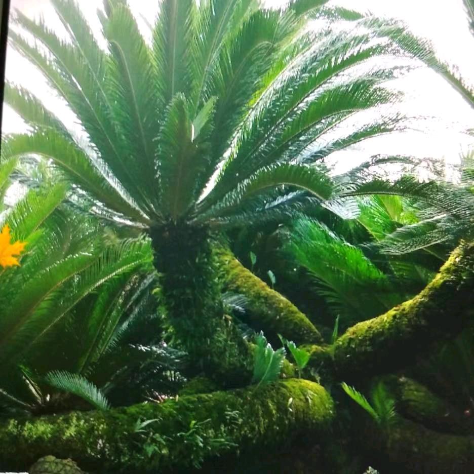 花开花红