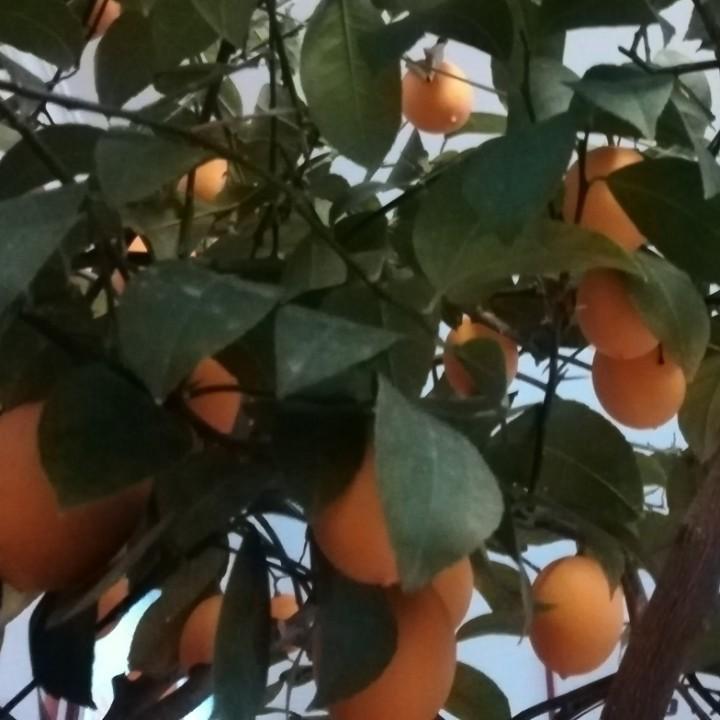 清新空汽的柠檬树