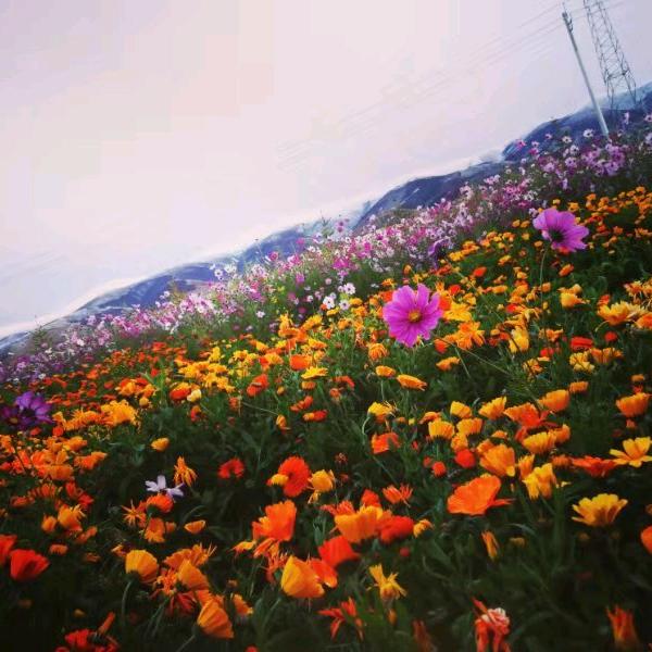 🦄芳菲四月天💃