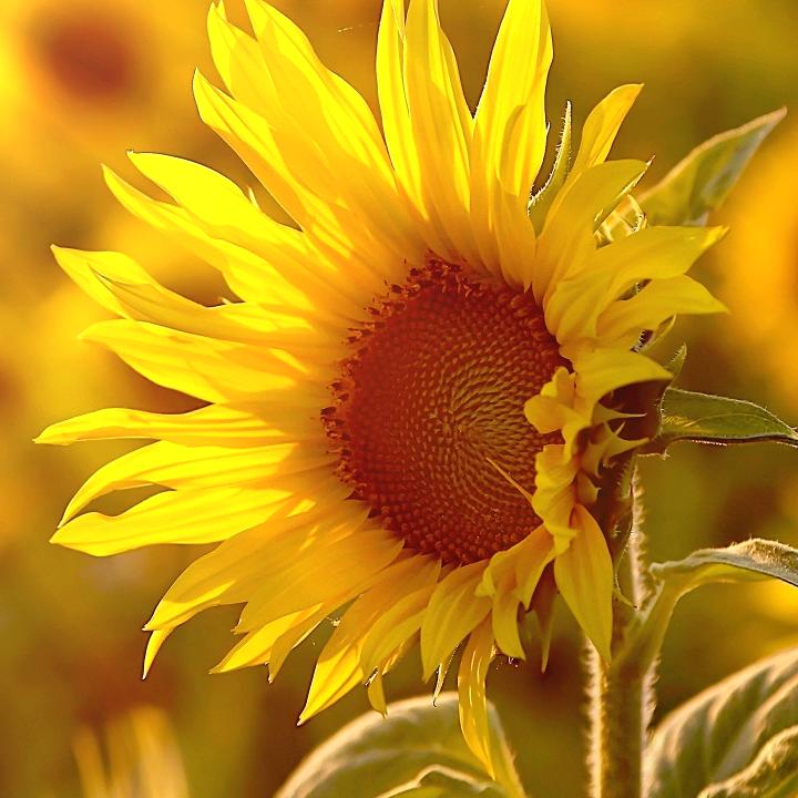 虎哥-抖音VIP超级会员