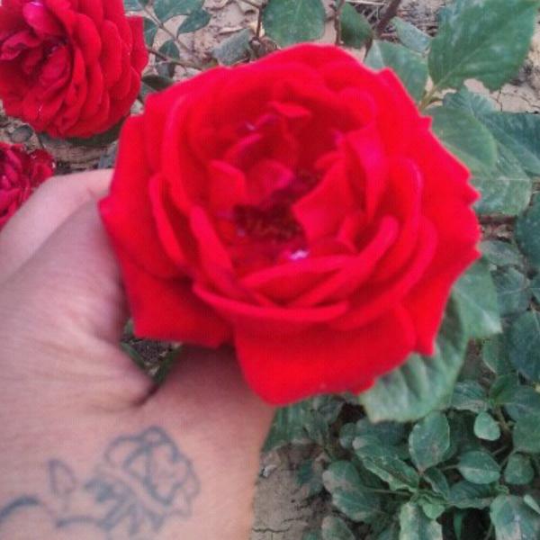 玫瑰花   