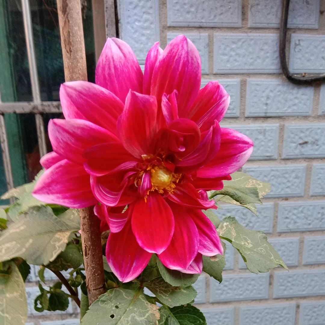 杨。。。。