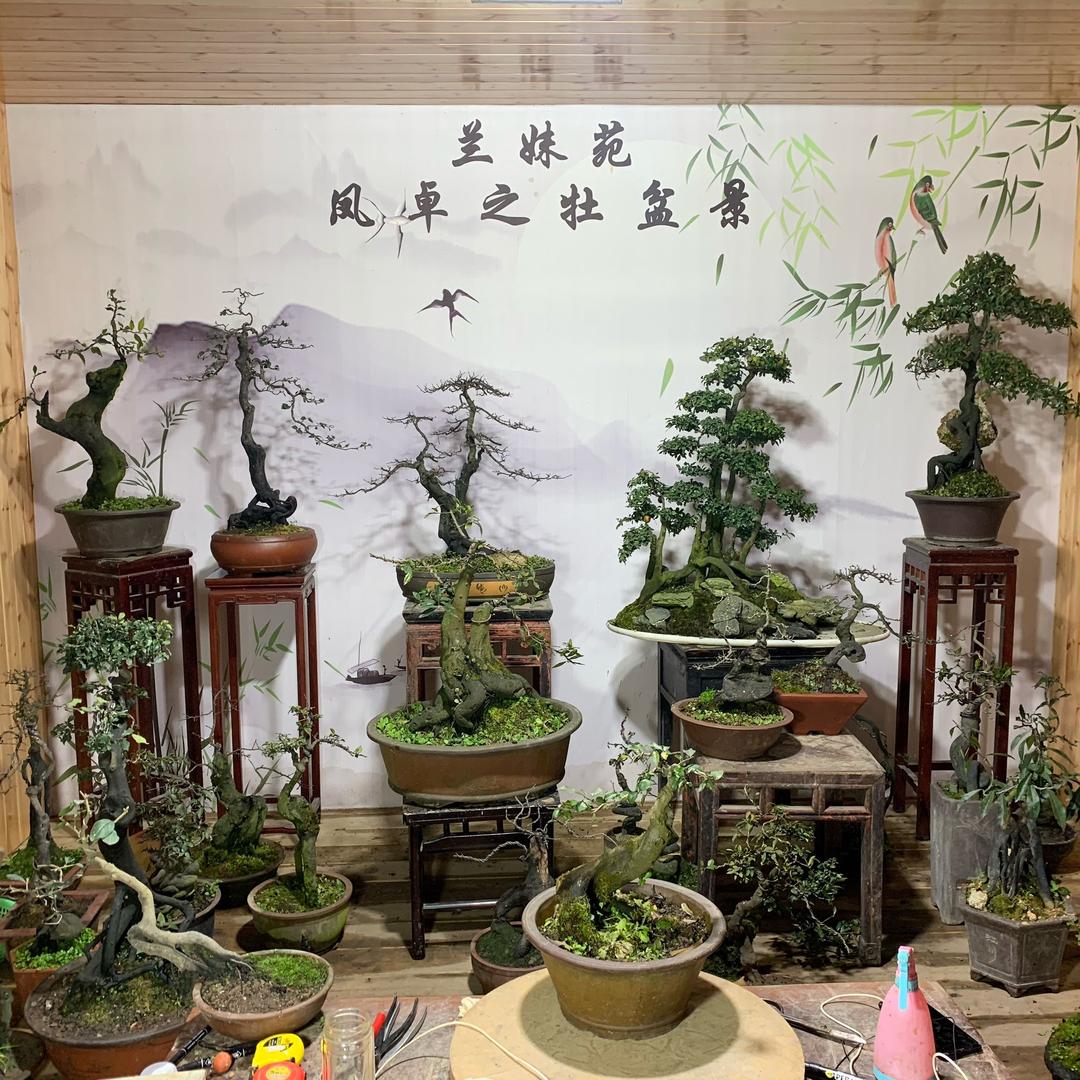领悟人生@凤卓之牡盆景