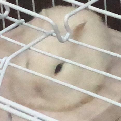 超凡兔兔妹