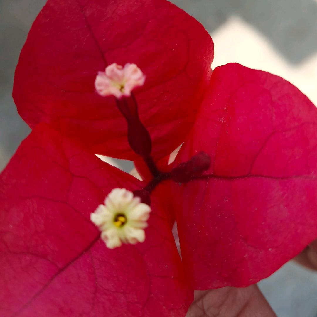 欢喜洋洋🌹🌹