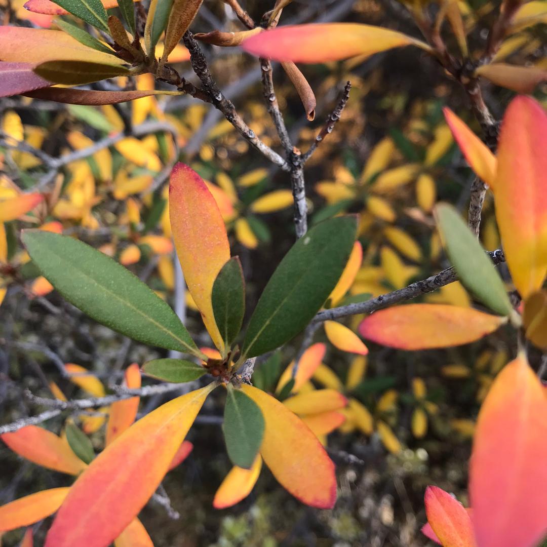 有花有闲💐