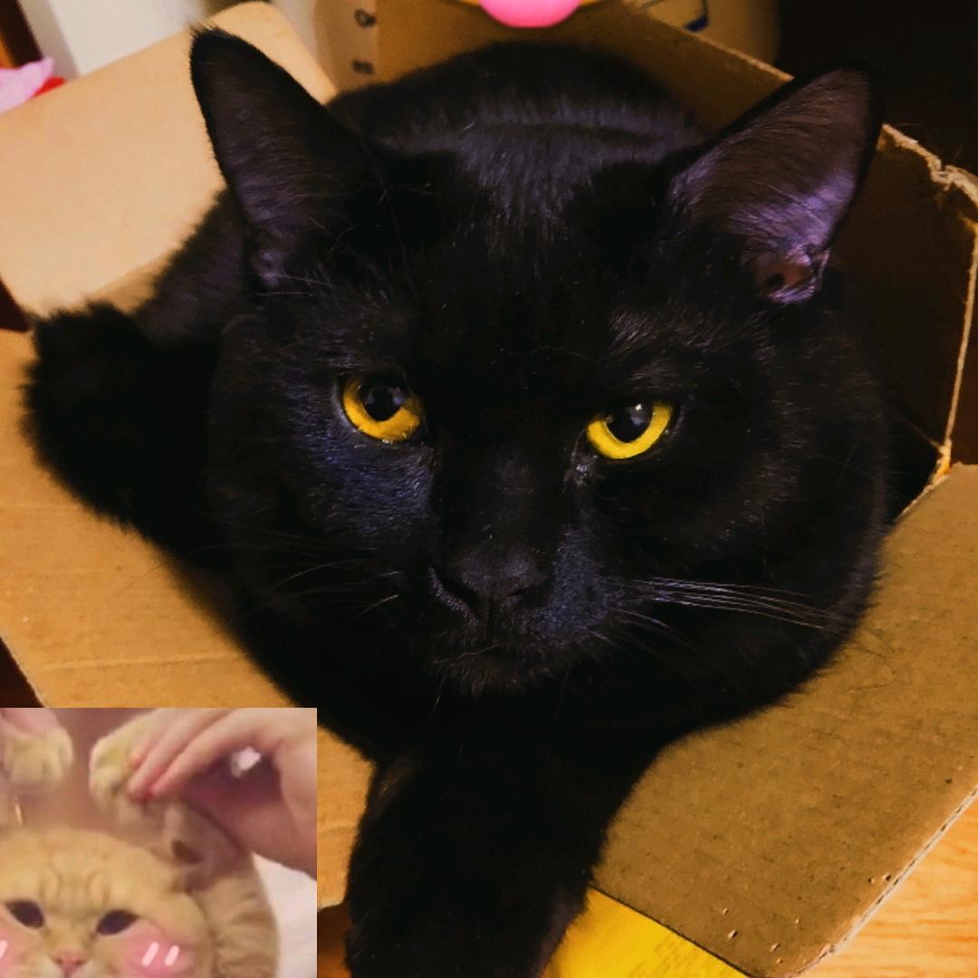 刘可乐说它要抱抱