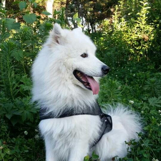 摩天轮里的霸王龙🦖