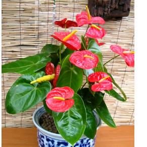 快乐的人生🌺🌹🌷🌸