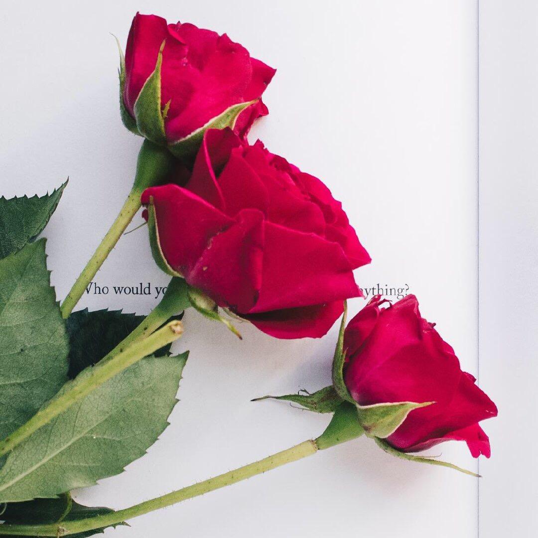 花开花落🍀🍀🍀