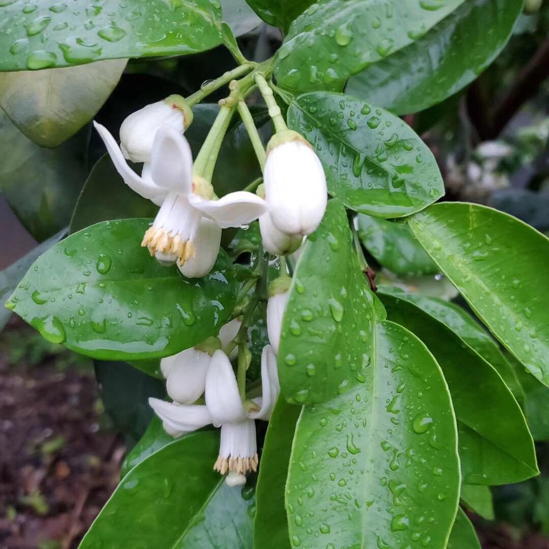 小照果蔬（姣利）