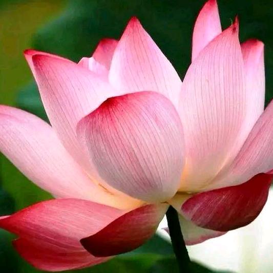 水中🌸
