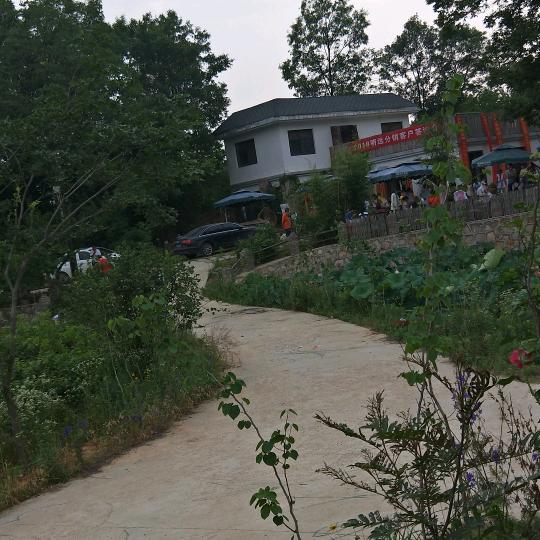 糖糖