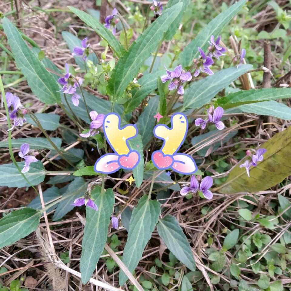 天真（谢绝连赞）肖又庆