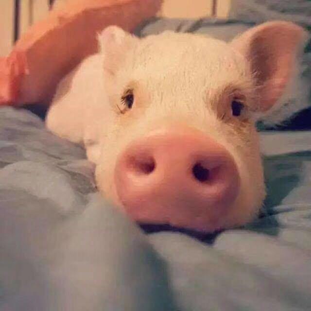 Zs