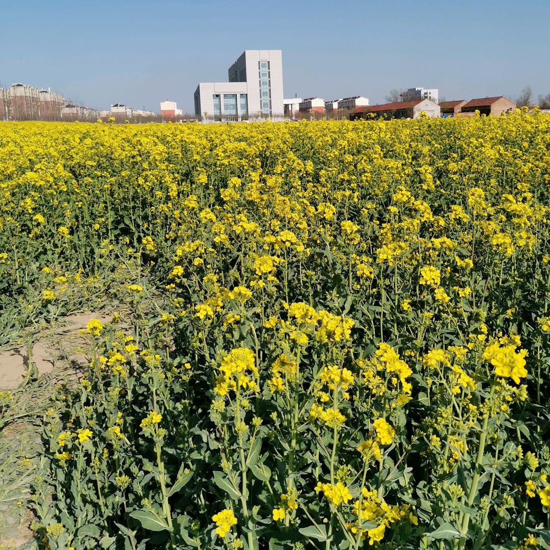 儒家佛系悟道人