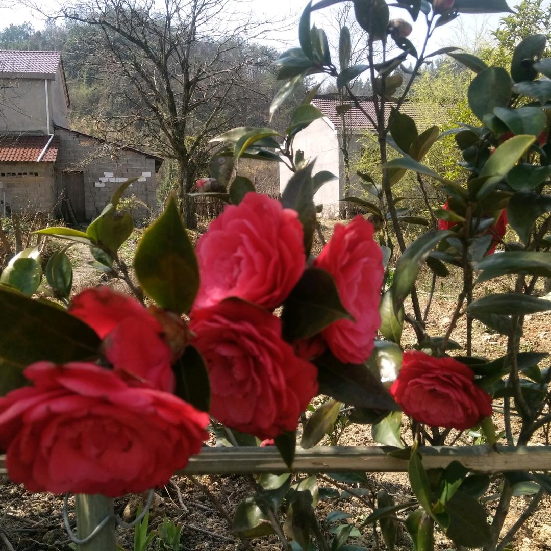 青花瓷