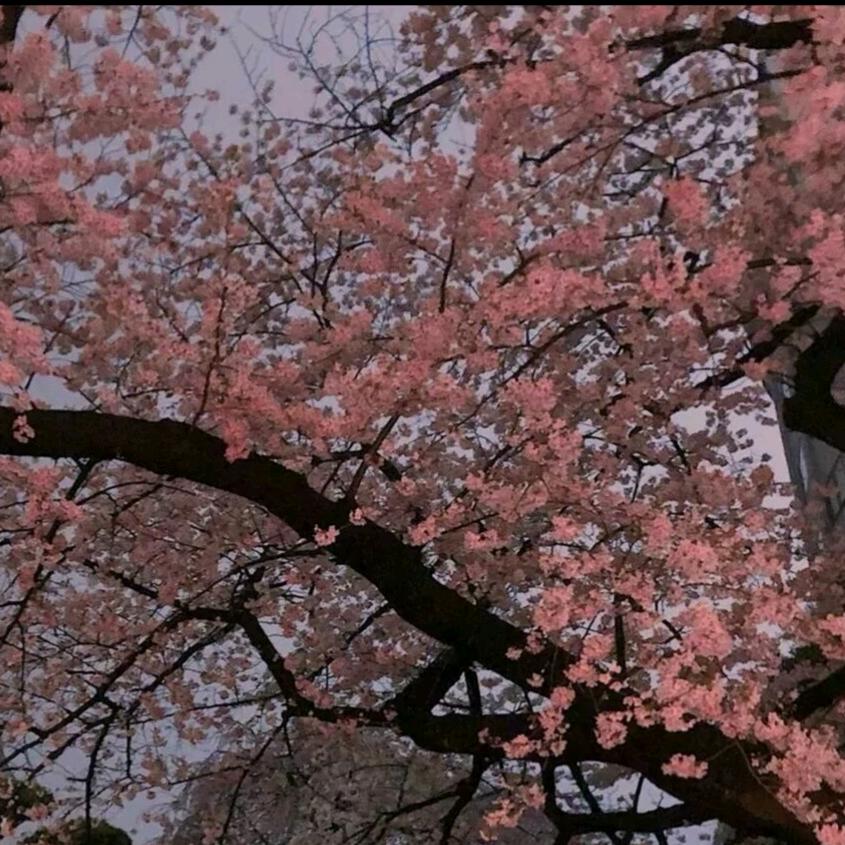 芋圆鲜奶麻薯冰