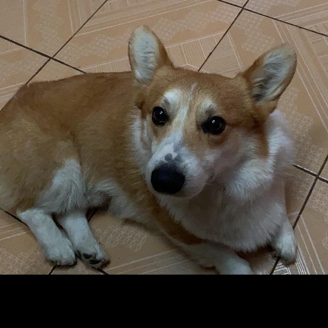 布嘉迪是只柯基