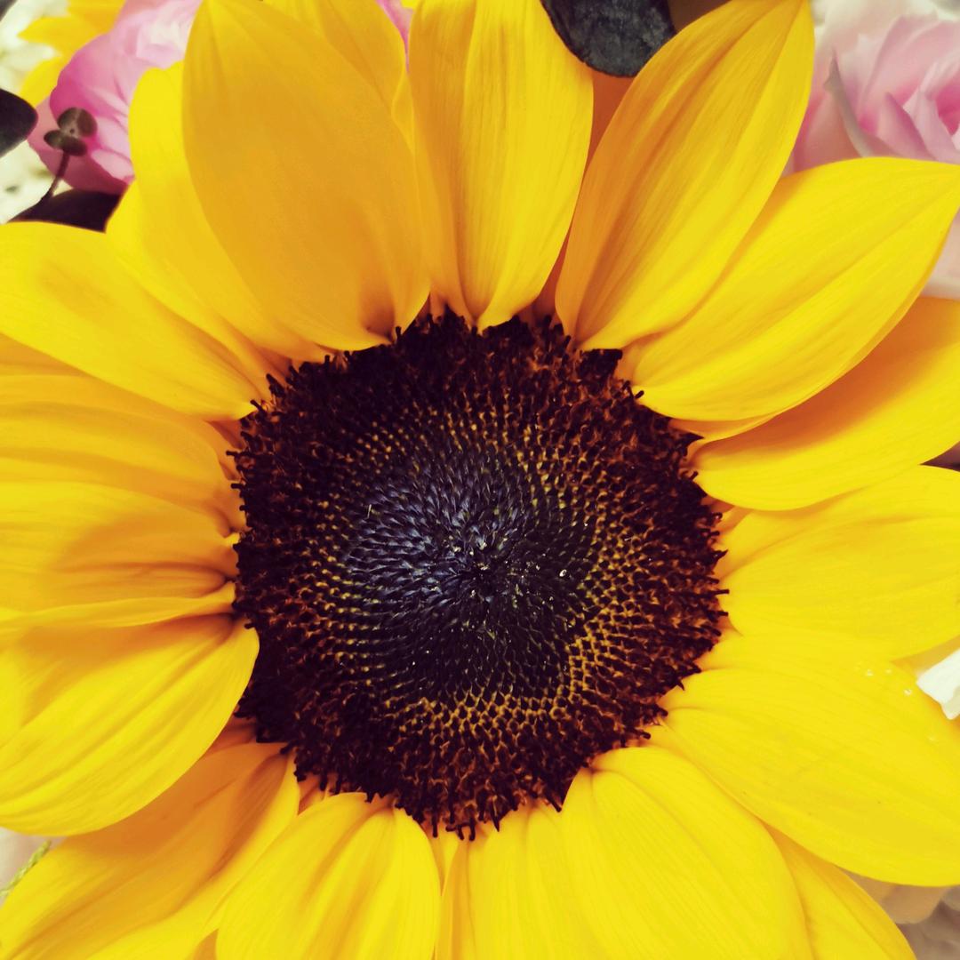 若人生只如初见