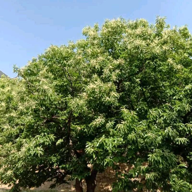 🌿晚风予夏🌴