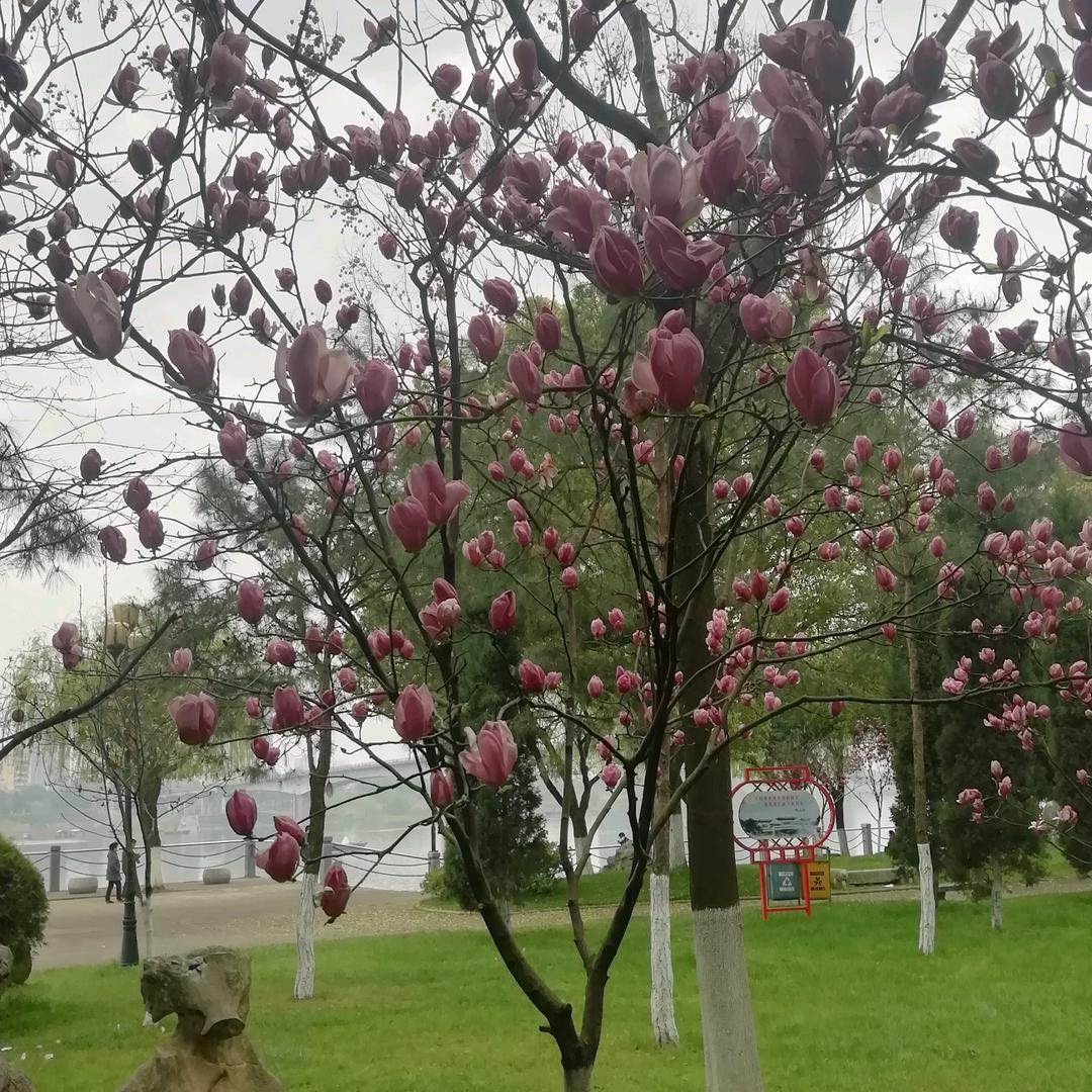 菲