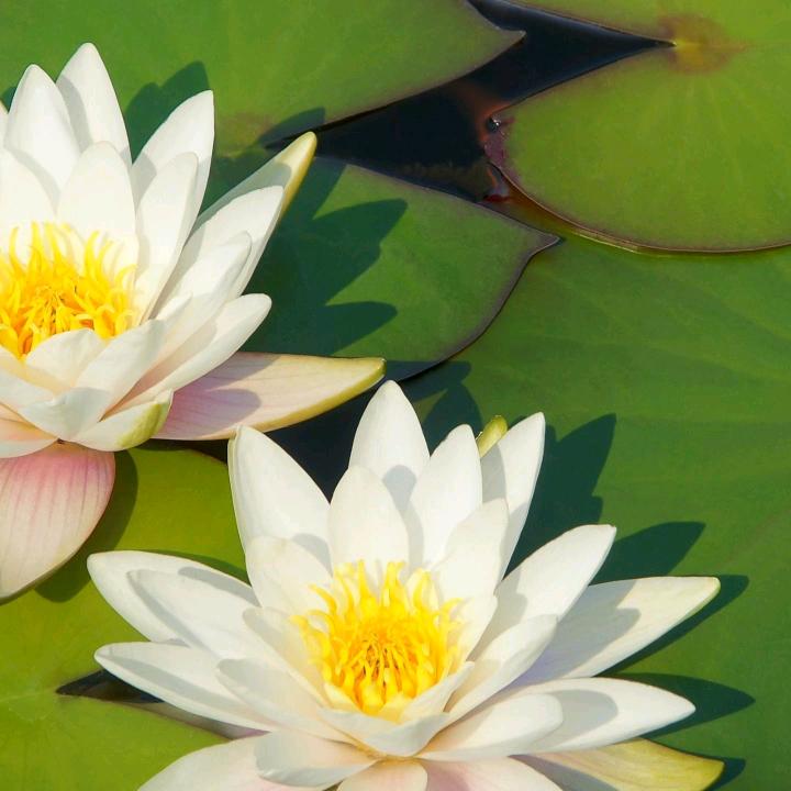花'山云雨