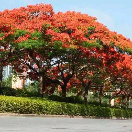 🍀竹沐✨清风🍀