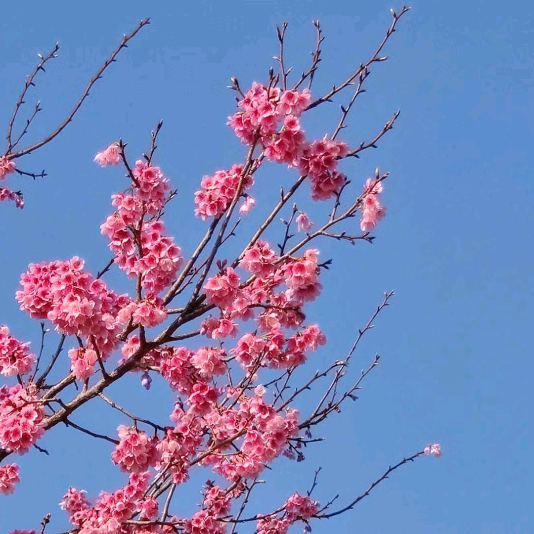 啊兰小姐