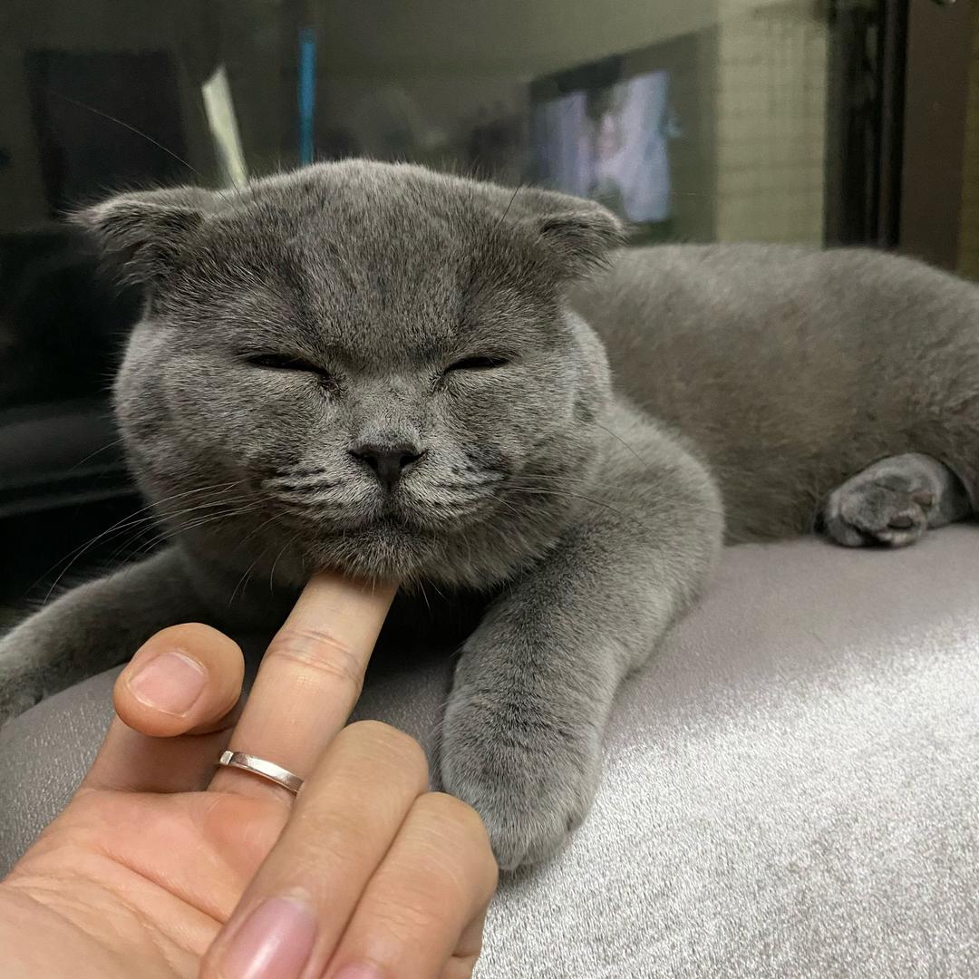 杰伦是只喵