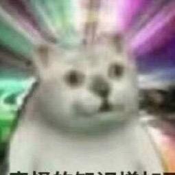 搞笑Mur猫