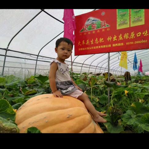 春秋的露水