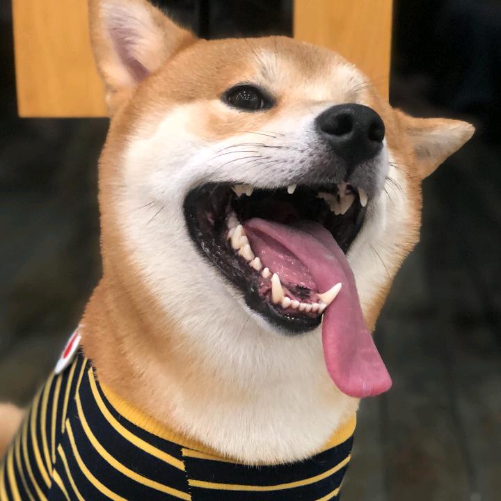 张跑跑啊🦊