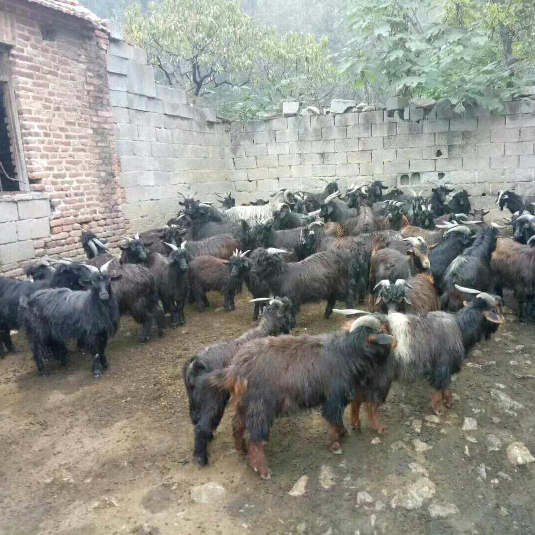 临朐黑山羊批发