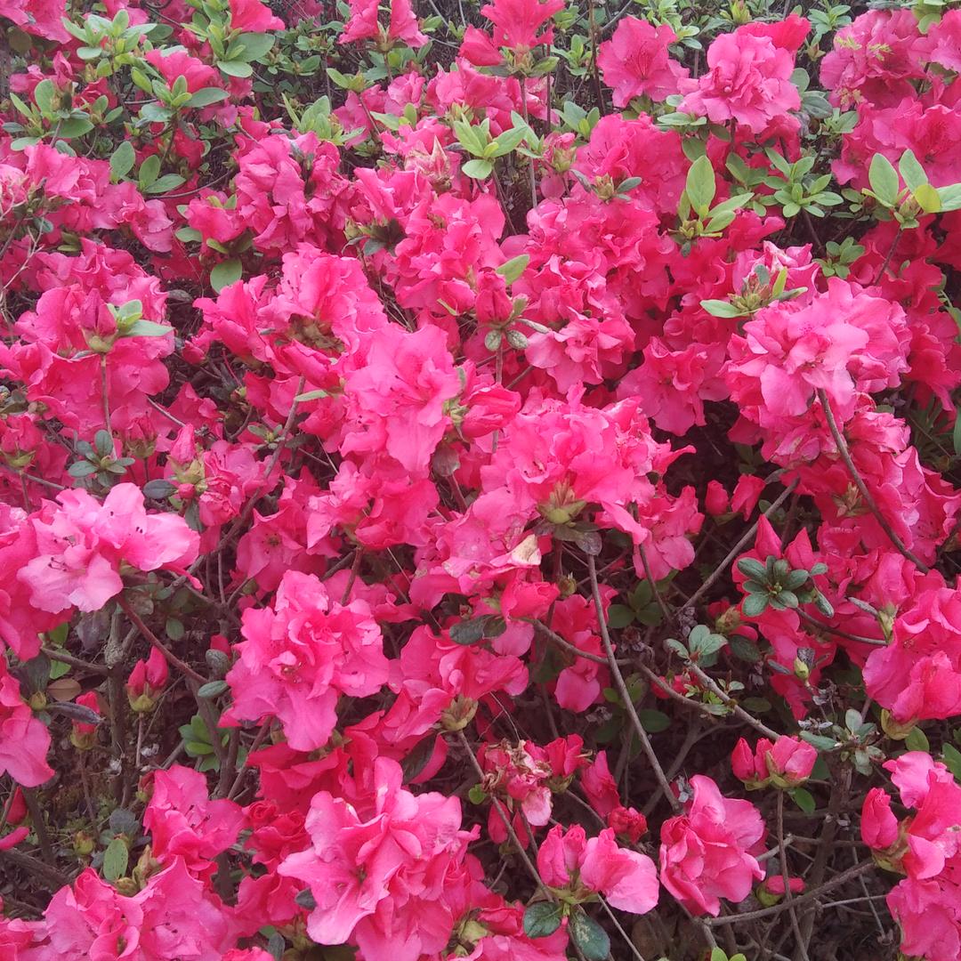 苹果