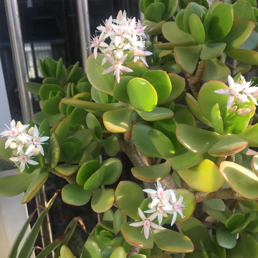 青樱花