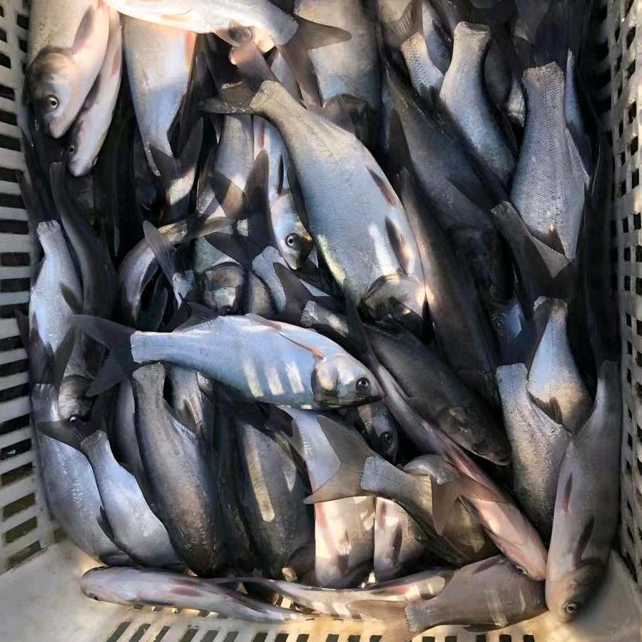 微山湖水产周鹏