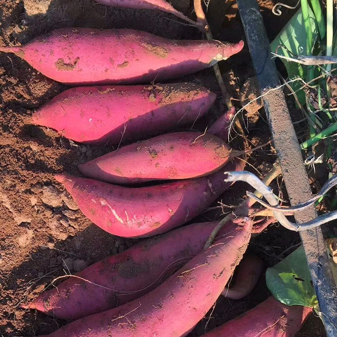 豫昇薯业李盼红