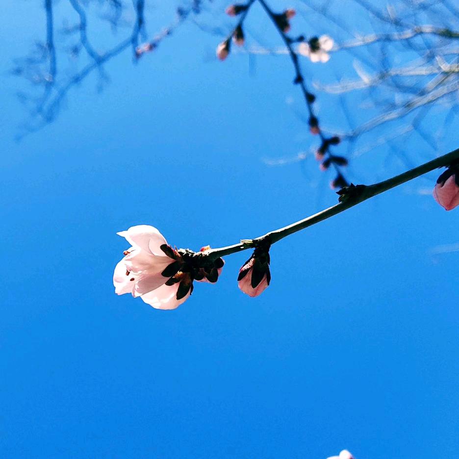 Cradle