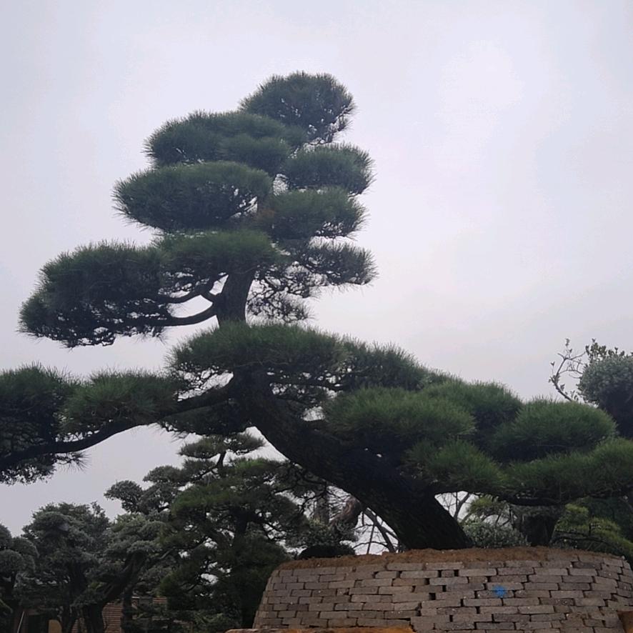 天天园林