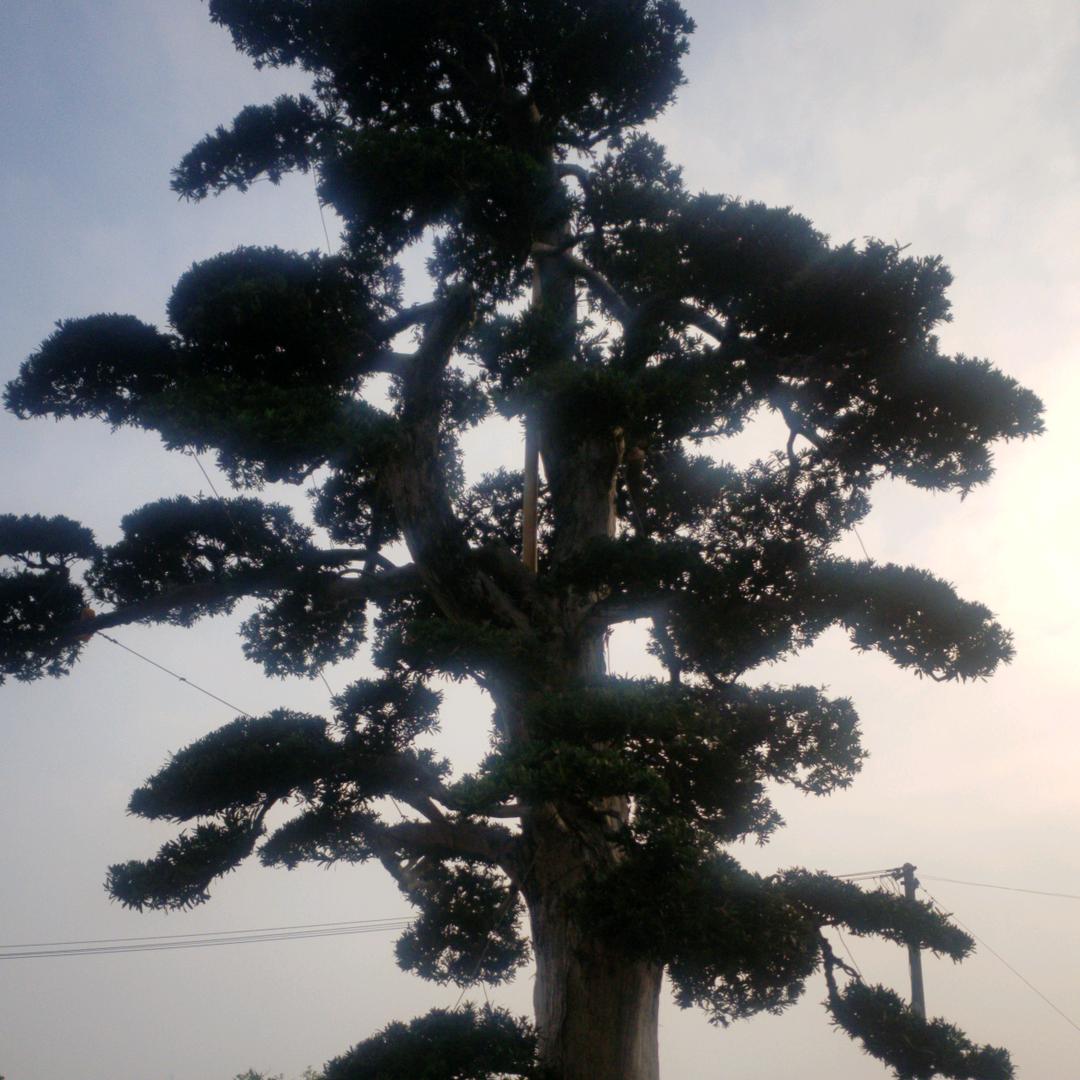 长毛