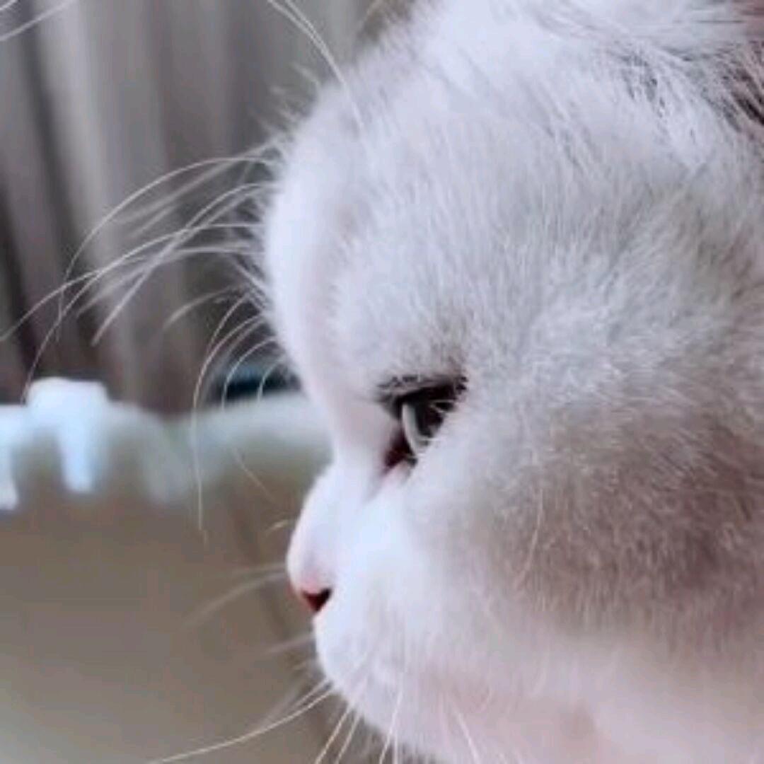 🍁 ⃢👁ܫ👁⃢ 🍁