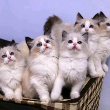 靓猫乐园