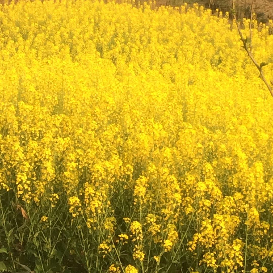 春天里的油菜花
